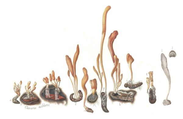 clavaria-militaris-cordyceps-militaris-8e7fed-1024