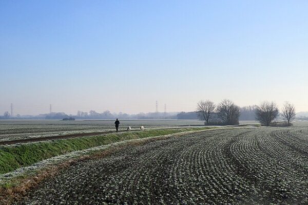 Green fields in The Fens, Cambridgeshire.