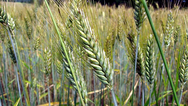 Crops_2011_DK_ubt