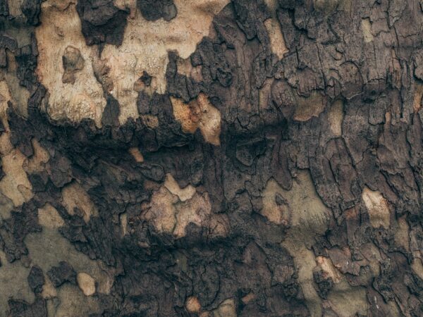 claus-grunstaudl-CTSmEfYr3Oo-unsplash (1)