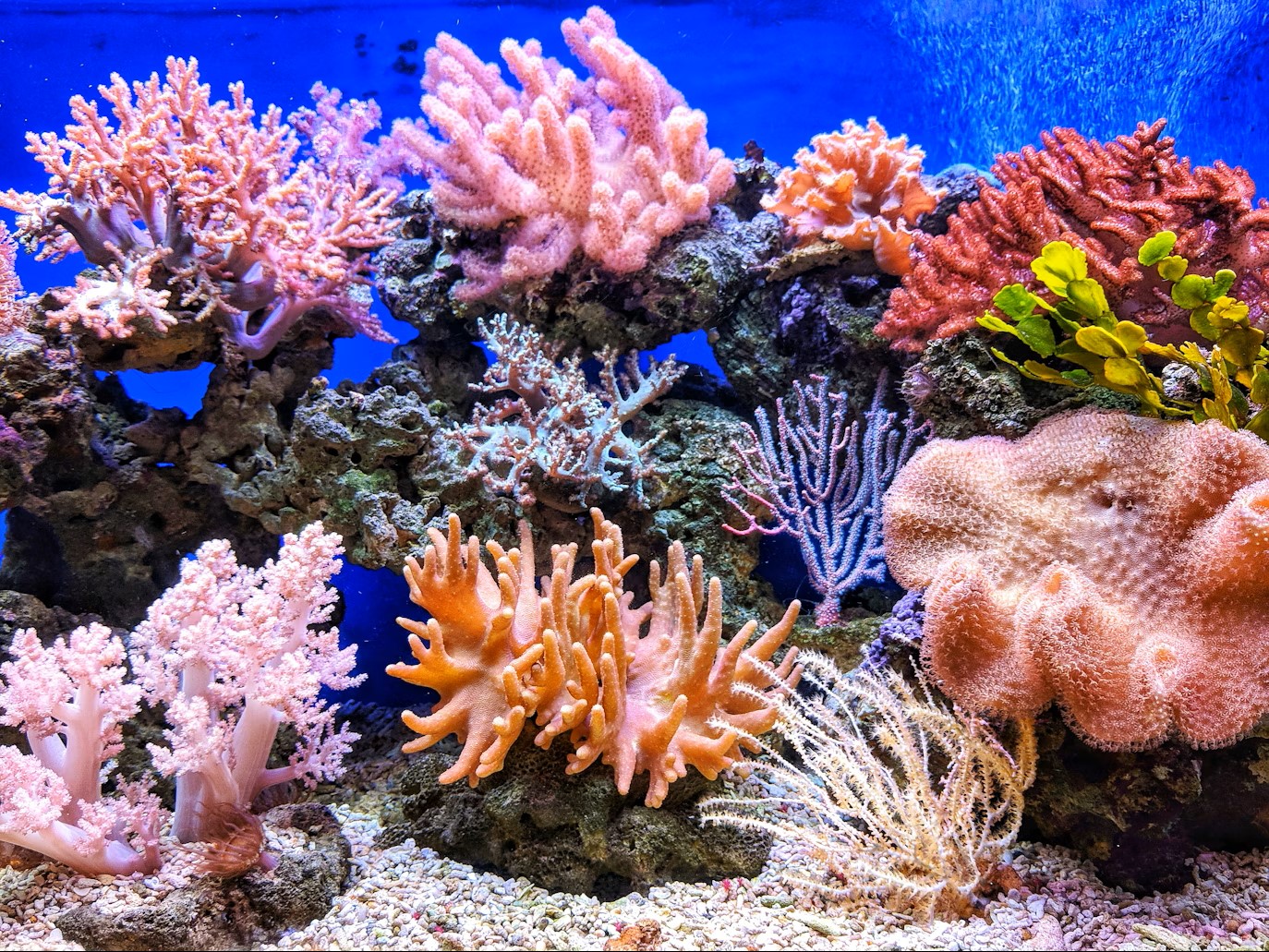 coral feature