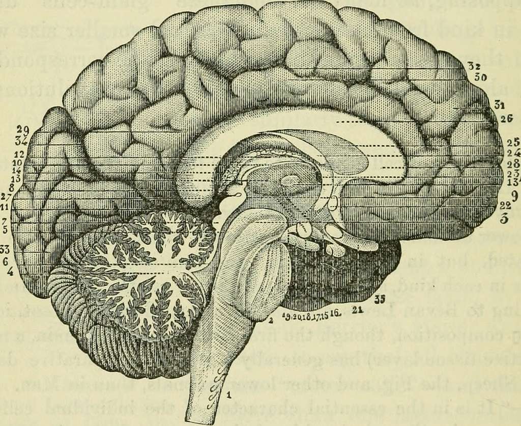 the-brain-as-an-organ-of-mind-1896-14760990156-a1908e-1024